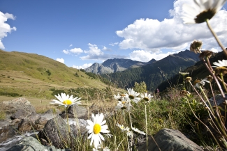 Blumenwiese Samnaun Blumenwiese Samnaun